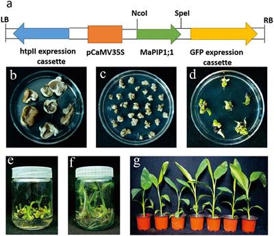 Overexpression of a Banana Aquaporin Gene MaPIP1;1 Enhances Tolerance to Multiple Abiotic Stresses in Transgenic Banana and Analysis of Its Interacting Transcription Factors